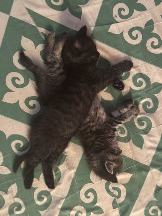 Отдам котят в добрые руки