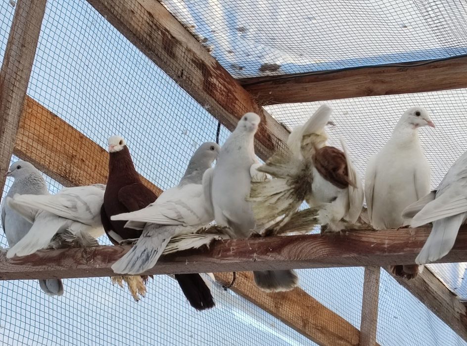 Продам голубей персов