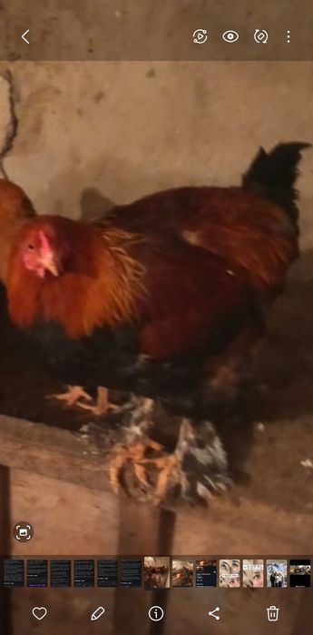 Продам 2 курицы домашние и 1 петуха брама.