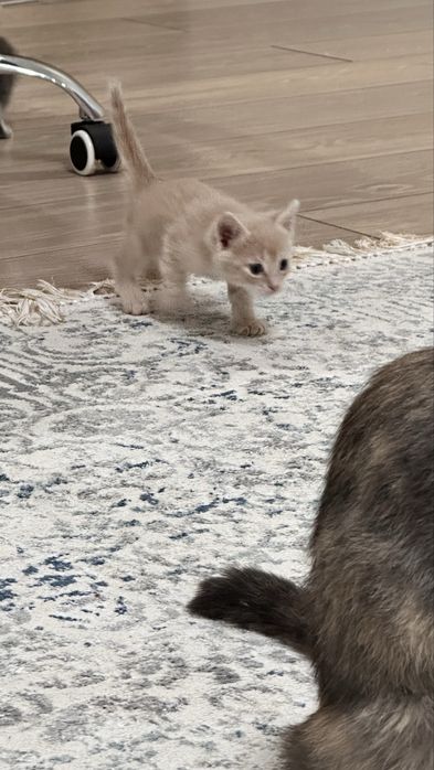 Отдам котят в добрые руки!