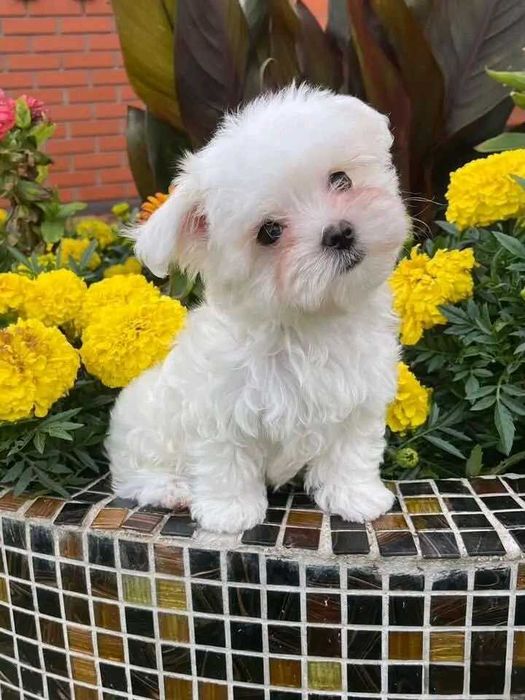 Bichon maltez mini toy