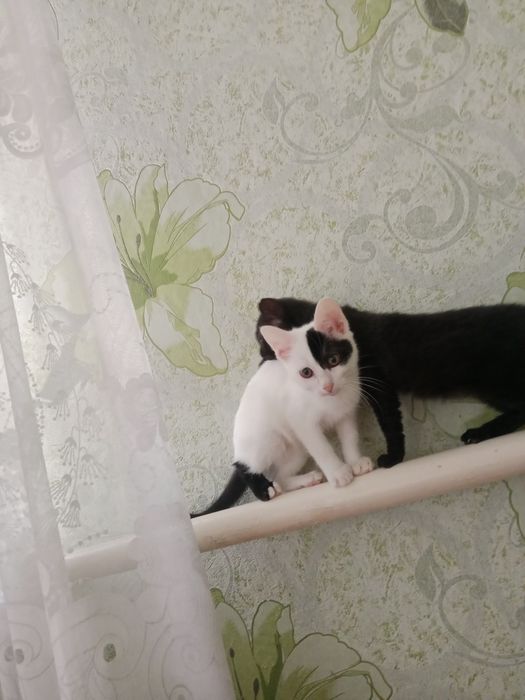 Отдам котят в хорошие руки