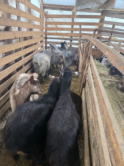 Capre Alpin Franceze (corcitura)