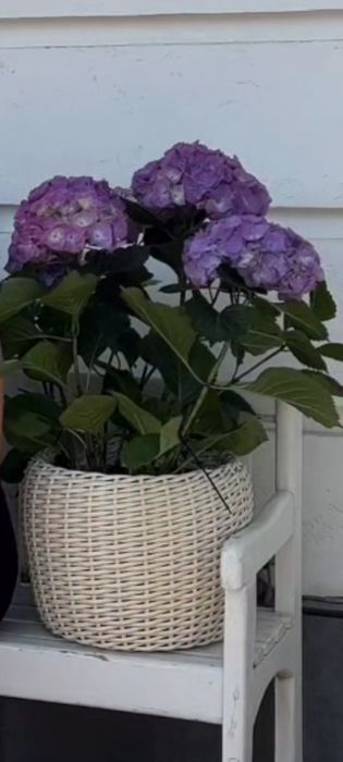 Gullar uchun tuvaklar