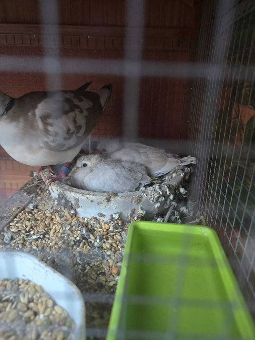 Turturele Razatoare de Vanzare