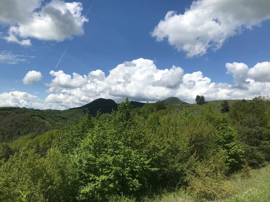 Plante medicinale  -pentru tine și familia ta