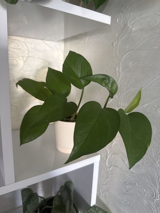 Эпипремнум. Сциндапсус.