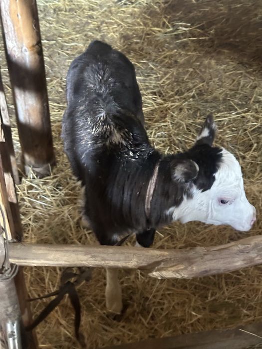 Корова с теленком