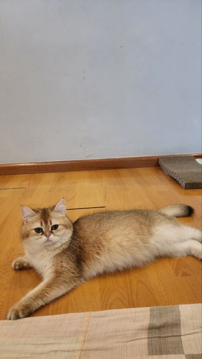 На продаже кошечка