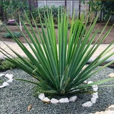 Гул кўчатлари сотилади дракон гул, Юкка (Yucca)