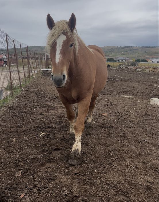 Vand iapa sange rece polonez