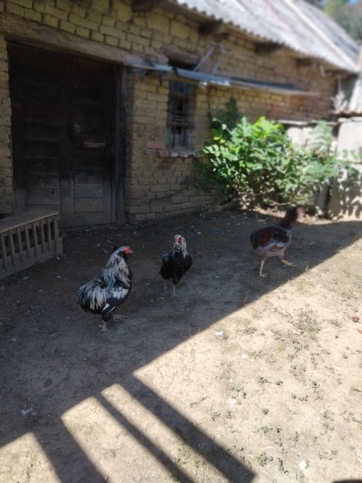 Vind cocosi araucana si ameraucana