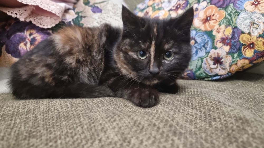 Бесплатно котенка девочку в добрые руки