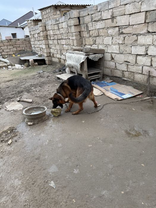 немецкая овчарка