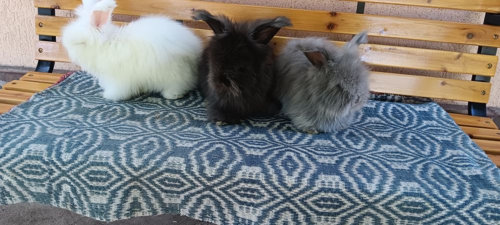 Iepuri angora englez