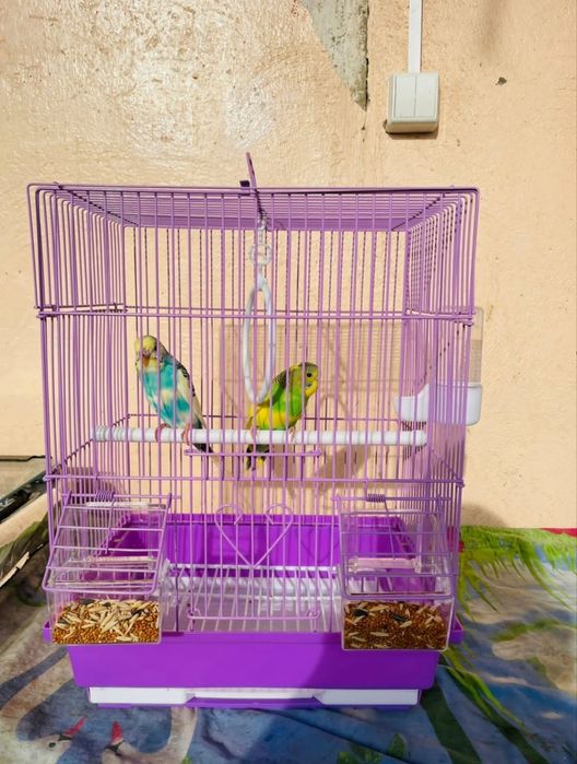 Попугай комплект с клеткой