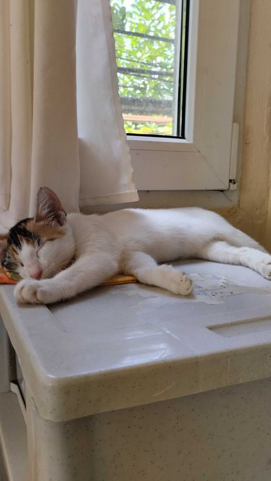 Предлагам хубаво котенце