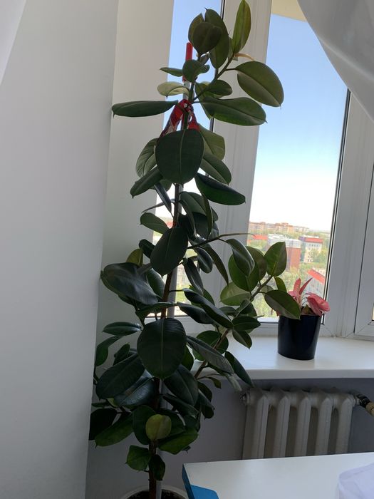 Комнатная растения, высоты 2 м
