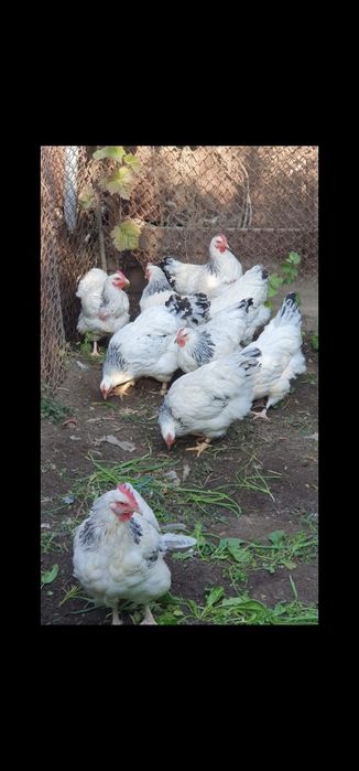 Vand ouă pentru incubat rasă Sussex HD