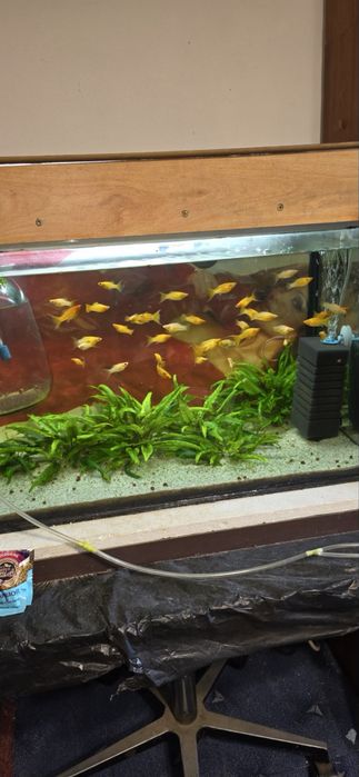 Жълти молинезии