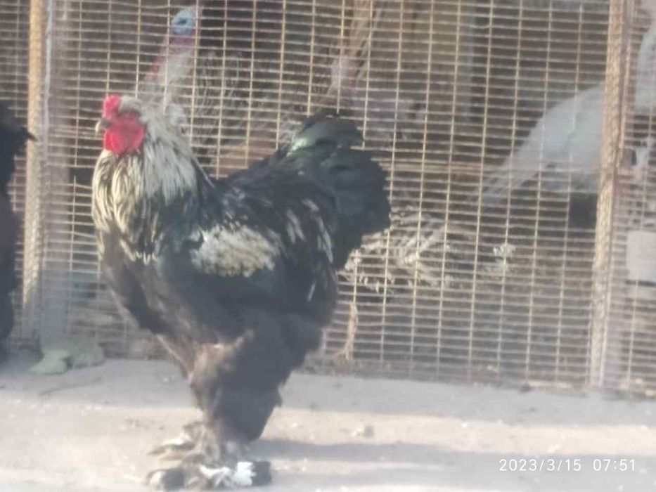 Xoroz sotiladi sotiladi