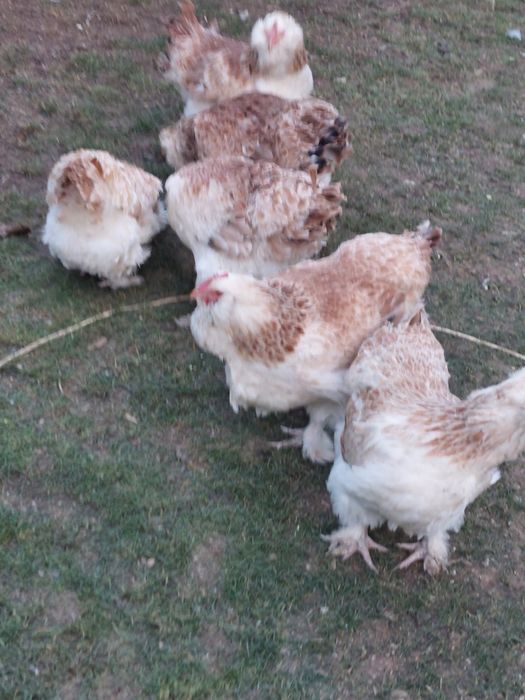 Gaini  Faverolles ,și  altele..