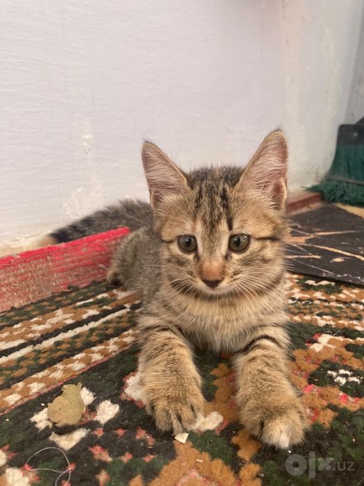 Отдам котёнка в хорошие руки