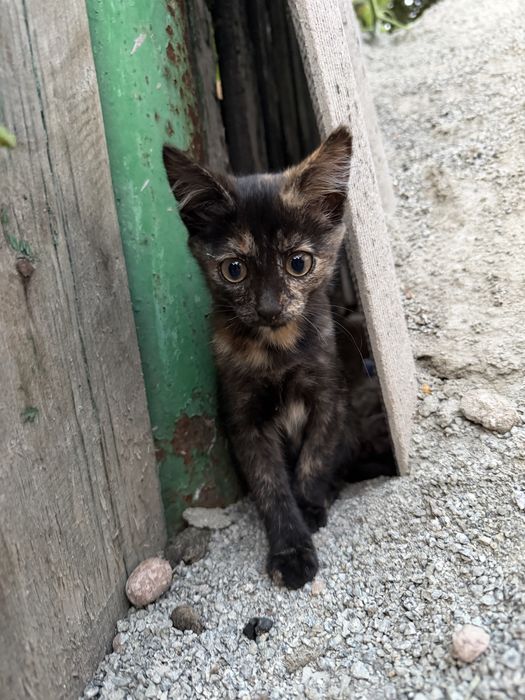 Котята маленькие