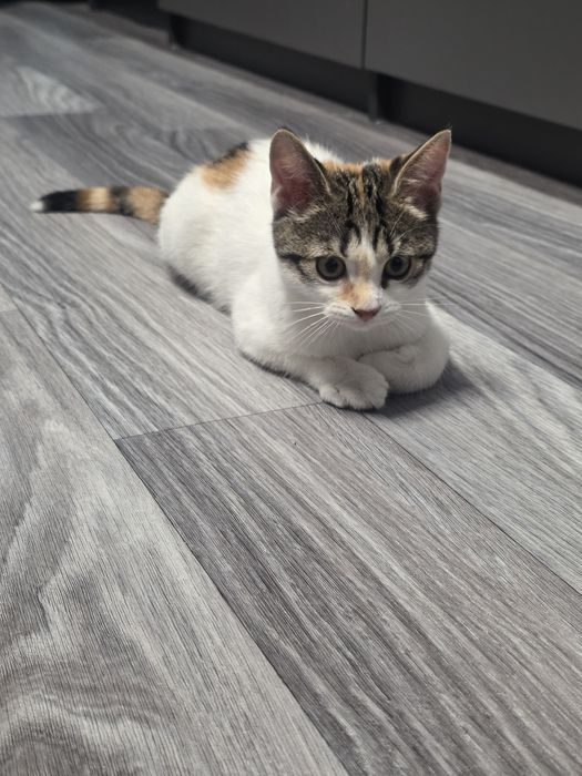 Котёнок девочка в добрые руки