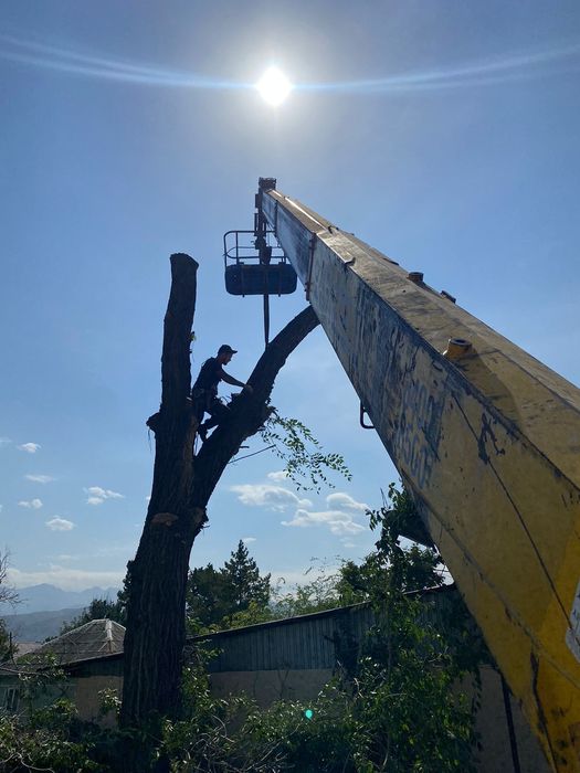 Спил вывоз выкарчёвка деревьев