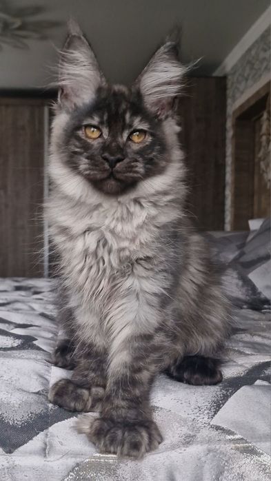 Мейн-кун котёнок полидакт