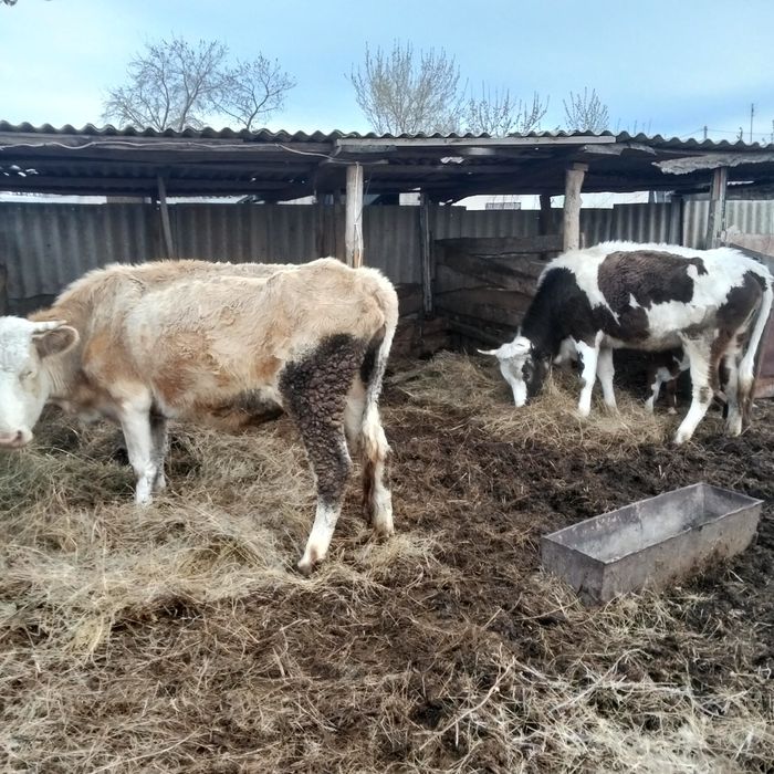 Продам коров сементальской породы