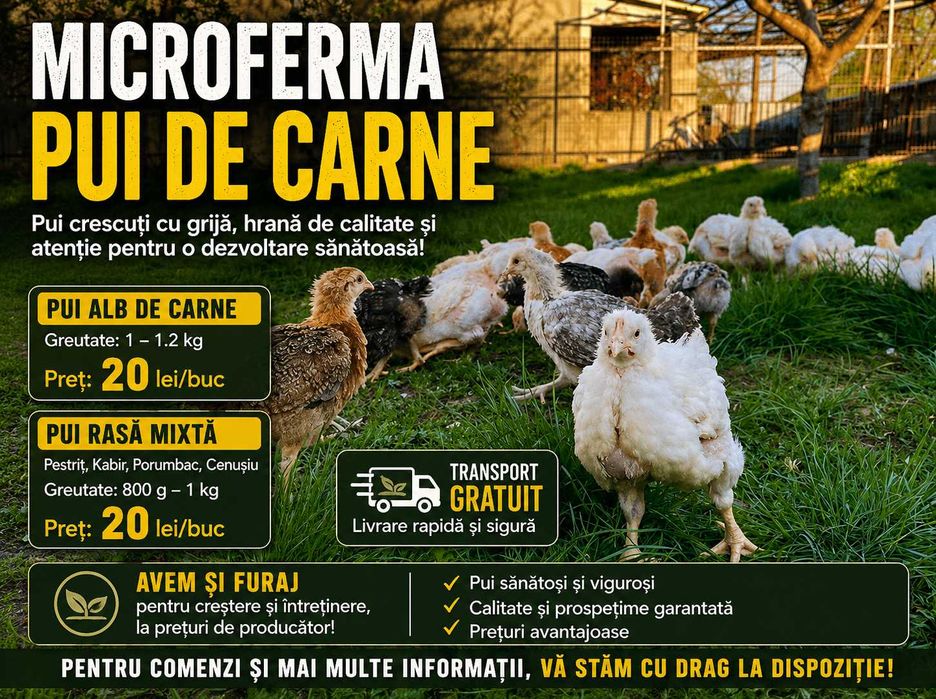 Pui rasa mixta / albi de carne Tătăruși !