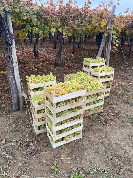 Struguri De Masa – Italia, Victoria, Tamina – Calitate Superioara