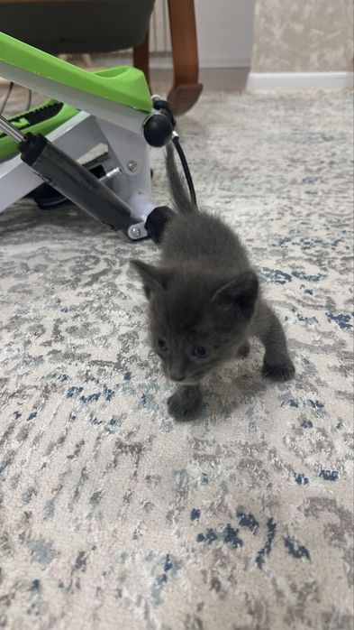 Отдам котят в добрые руки!