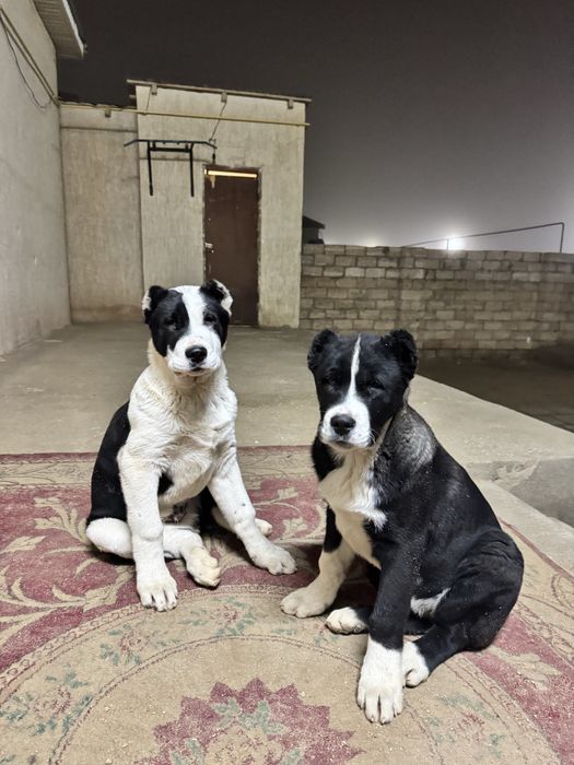 Алабай кушыктер сатылады 3айлык