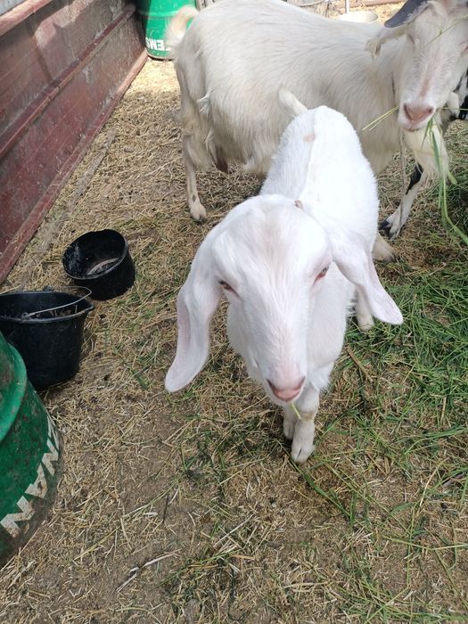 Iezi metis angonubieni de vanzare