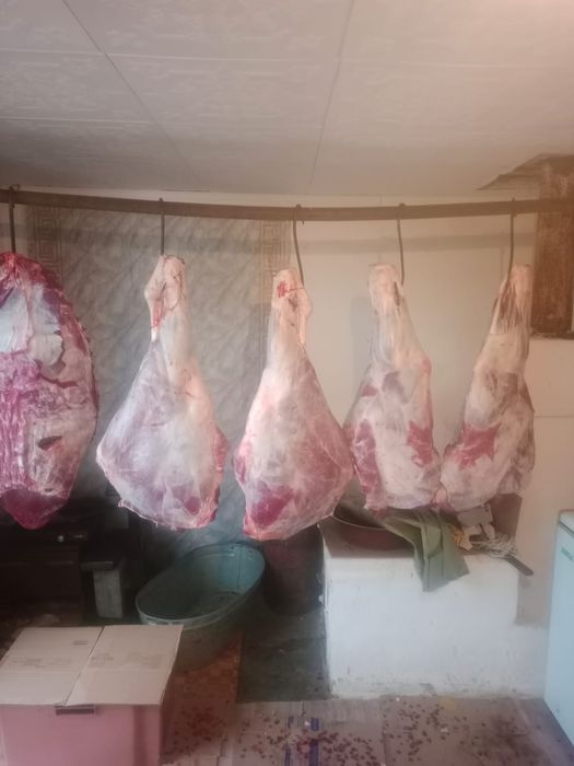 Продам кроликов.