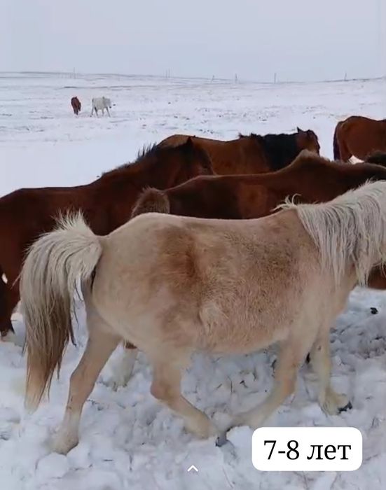 Продам кобыл бие