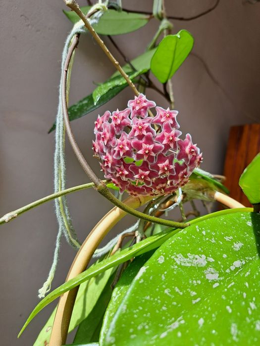 Хоя-восъчно цвете,различни видове