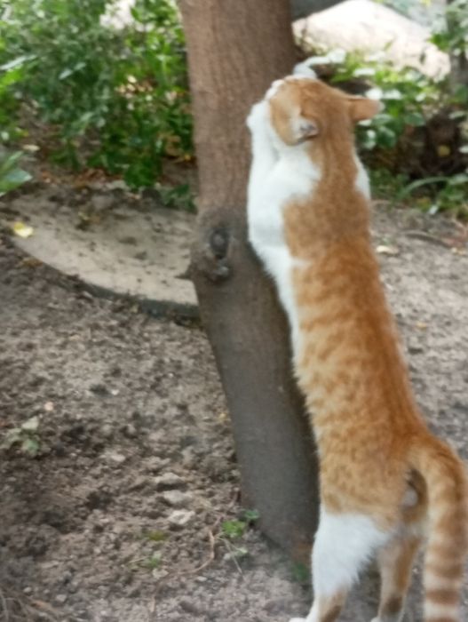 Бело рыжий котик  ищит дом