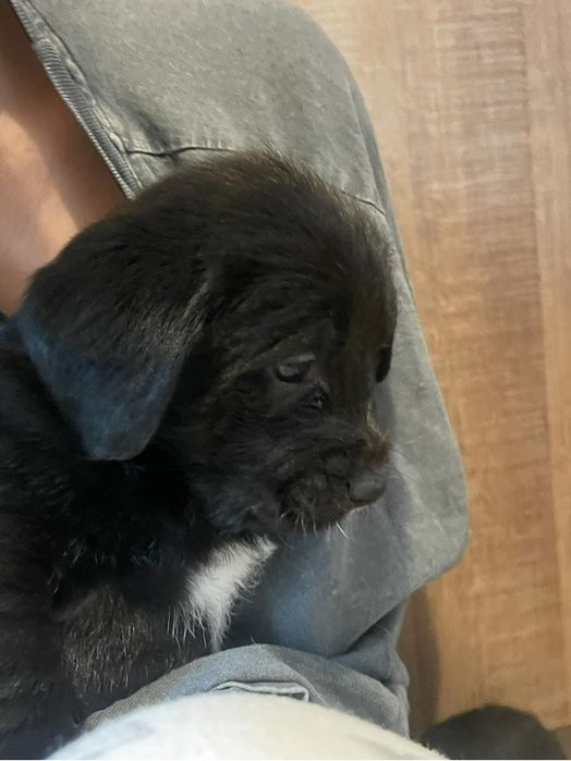 Donez cățeluși metis de Labrador cu Bichon havanez