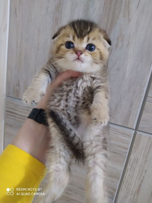 Котята от правильной вязки