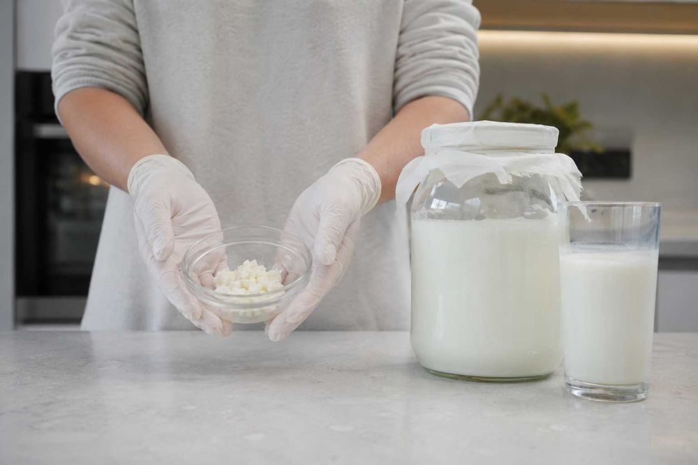 Ciupercă de chefir / granule active kefir de lapte