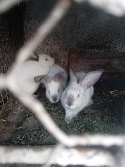 Vand iepure talie mijlocie