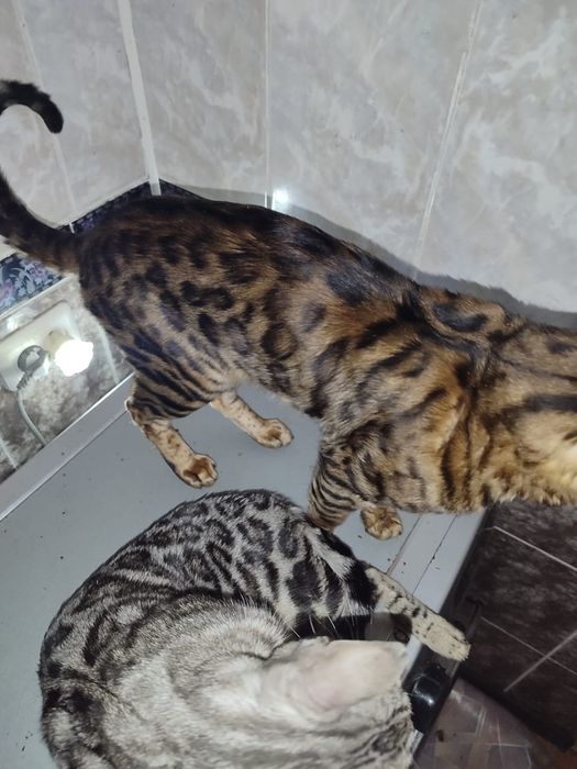Вязка котов 30.000