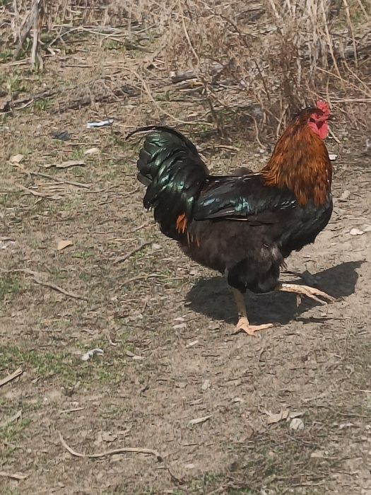 Продам домашних петушков возраст около года,