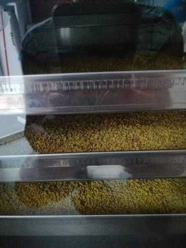 Пчелен прашец (разноцветен)