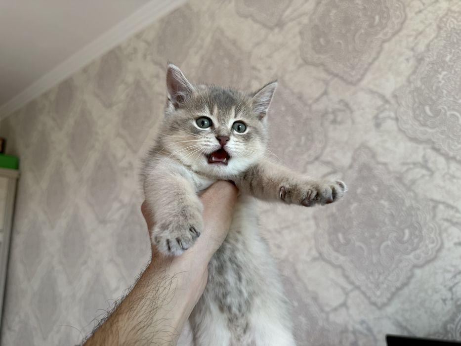 Britanskaya shinshilla seribristaya 2 oylik