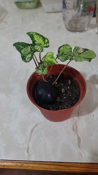 Комнатные цветы разные цвета в прошлом году цвет белого сиреневый